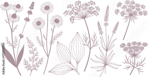 Elegant botanical illustration featuring a variety of hand drawn wildflowers and herbs in a vector format