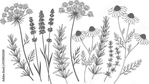 Elegant botanical illustration featuring a variety of hand drawn wildflowers and herbs in a vector format