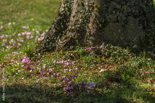 Cyclamens dans le parc du château de Bouligneux, Ain, France