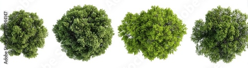 Four round, full green trees seen from above, against a white background