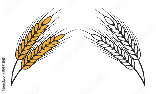 Two barley stalks vector illustration, agricultural cereal design