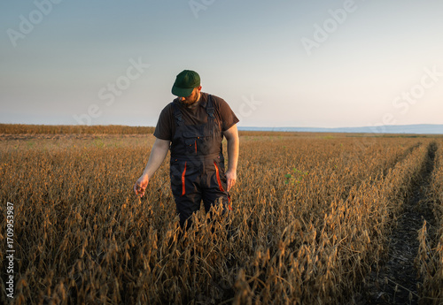 A farmer inspects a soybean field. The concept of the harvest.