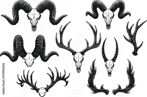 Deer skull vector with antlers, ram skull illustration, goat skull design, hunting emblem, gothic tattoo art, horned skull collection