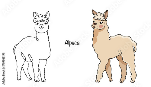 Alpaca