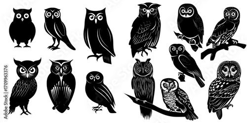 Flat modern illustration of various owl species that inhabit the forest, isolated on a background