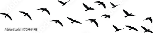 Flock of flying birds silhouettes in motion, migratory wildlife illustration, black vector design for decorative clipart, nature artwork and patterns