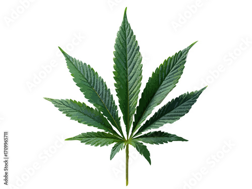 Cannabis leaf vector illustration isolated on white or transparent background