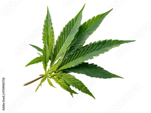 Cannabis leaf vector illustration isolated on white or transparent background