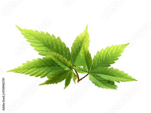 Cannabis leaf vector illustration isolated on white or transparent background
