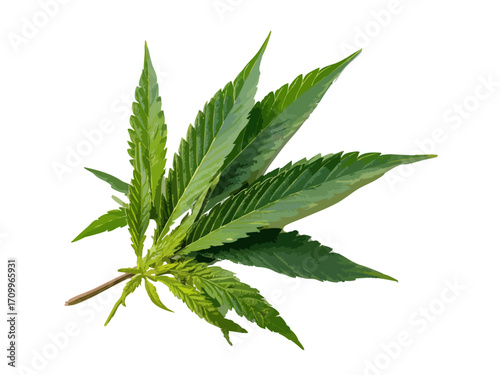 Cannabis leaf vector illustration isolated on white or transparent background