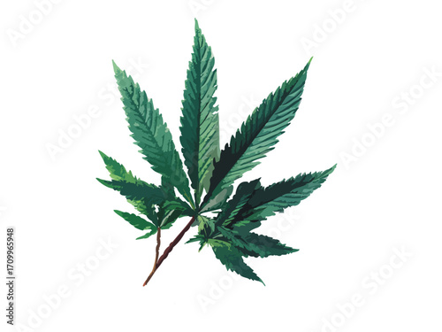 Cannabis leaf vector illustration isolated on white or transparent background