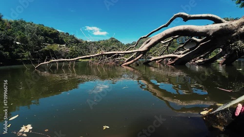 falling tree in calm lake blue sky video 4k