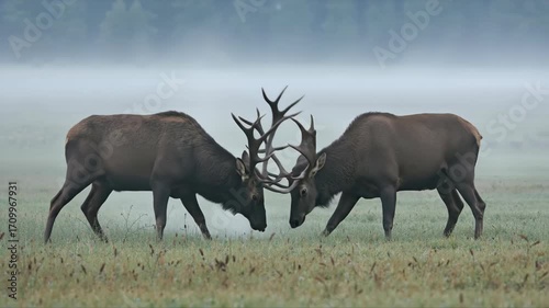 Two bull elk with large antlers fighting in foggy meadow during rut. wildlife in nature banner. concept of struggle and dominance