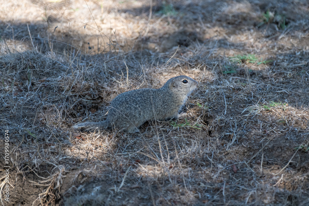 Fototapeta premium A speckled ground squirrel crouches on dry soil and grass