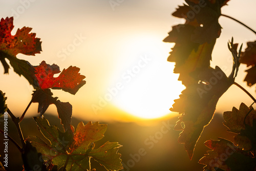 Autumn vineyards in La Rioja Spain with grape leaves against sunlight, capturing the symbolic essence of harvest season in the denomination of origin wine region