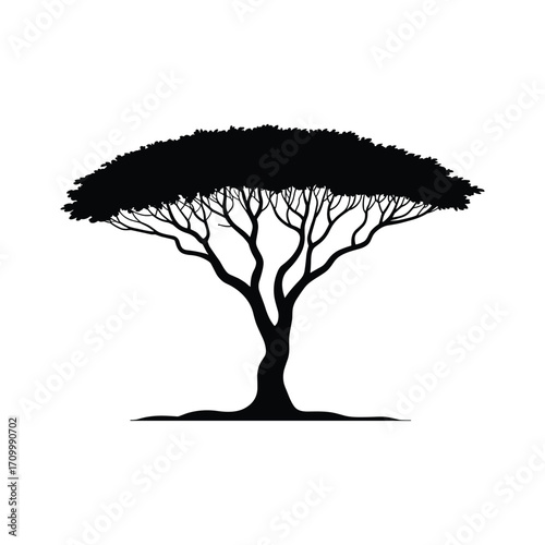 Silhouette of a large acacia tree with a flat bushy canopy on
