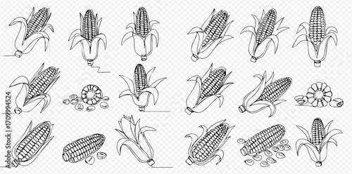 Detailed line art illustrations showcasing various forms of corn, including cobs with husks, peeled ears, and individual kernels.