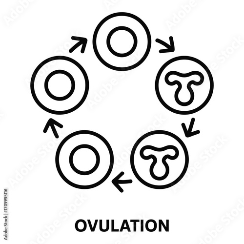 Ovulation cycle diagram showing egg development with arrows indicating progression stages diagram silhouette