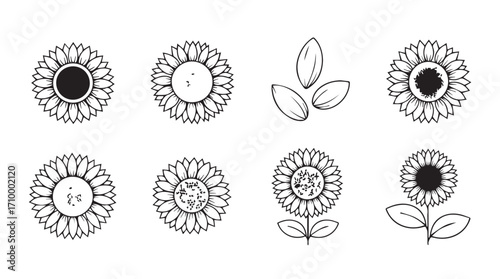 Hand drawn sketch collection of beautiful sunflowers and seeds in black and white outline style silhouette
