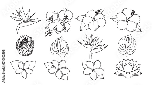 Collection of hand-drawn tropical flowers and foliage botanical elements for design silhouette