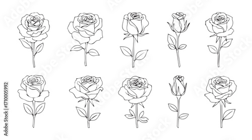 Collection of hand drawn rose illustrations in sketch style with detailed petals and stems on white silhouette