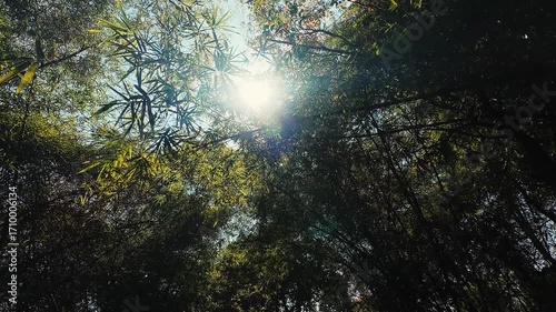 windy bamboo forest sunlight video 4k