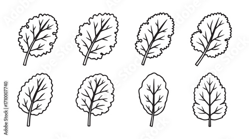 Set of hand drawn sketchy kale leaves isolated on white for healthy food and salad ingredient design silhouette