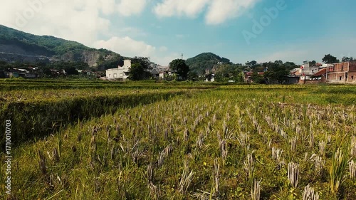 calm paddy rice field blue sky video 4k