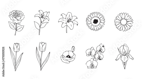 Hand drawn botanical line art collection diverse floral elements elegant sketch style floral illustrations silhouette