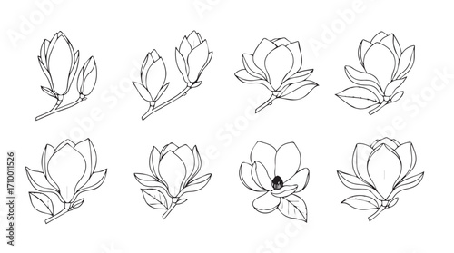 Collection of hand drawn magnolia flower buds and blooms artistic sketch style silhouette