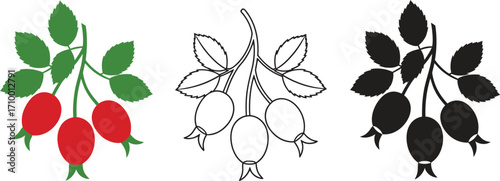 Vibrant rosehip illustration showcasing colorful fruit, line art, and silhouette variations