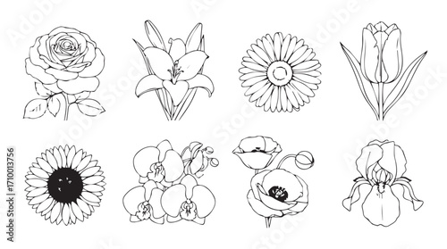 Collection of delicate floral botanical line drawings for artistic design and decoration silhouette