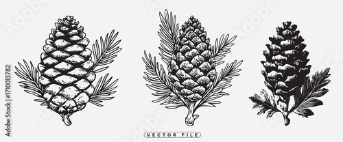 Vintage botanical illustration of three detailed pine cone sketches