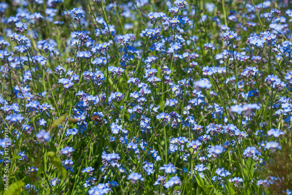 Fototapeta premium Vergissmeinnicht (Myosotis sylvatica)