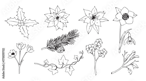 Delicate botanical line drawings of flowers leaves and twigs for elegant floral designs silhouette