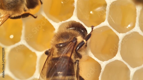 Bees convert nectar into honey.