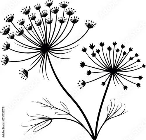 Elegant dill flower outline botanical illustration line art vector