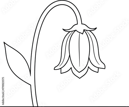 Simple line art drawing of a bellflower for coloring pages