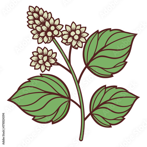Organic Buckwheat Plant Vector Illustration with Flowers and Leaves