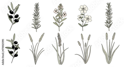 A botanical illustration of various herbs and plants including olives and wildflowers, with a muted color palette