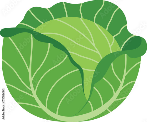 Fresh green cabbage head vegetable healthy food ingredient isolated vector
