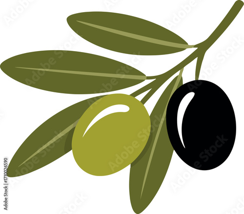 Olive branch with green and black olives vector