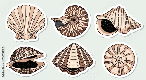 Seashells Vector Illustration Sea Shell Marine Life Vector Art Vintage Nautical Pattern Seashell Graphic Elements in Beige Tones