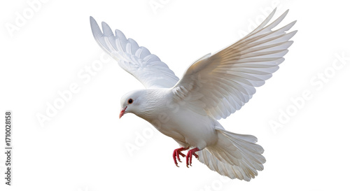 Foto Isolated white dove in flight with wings outstretched, beautiful bird with smoot