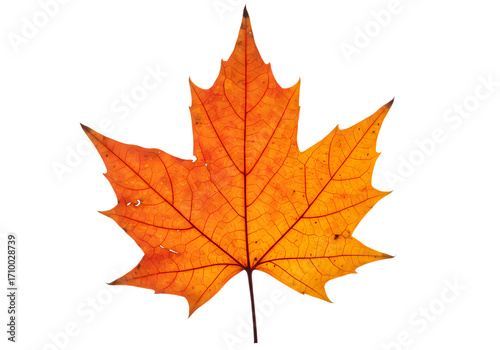 Vibrant Autumn Maple Leaf on White Background – Golden Fall Foliage for Seasonal Designs & Natural Concepts