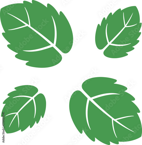 Fresh green mint leaves isolated on white simple herbal design vector