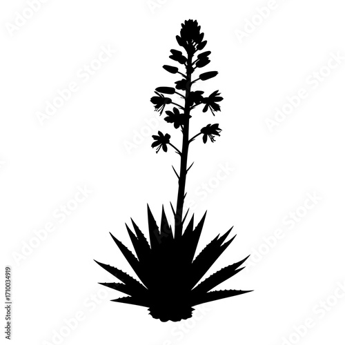Silhouette of a flowering agave plant with spiky leaves and a tall bloom stalk against a white background
