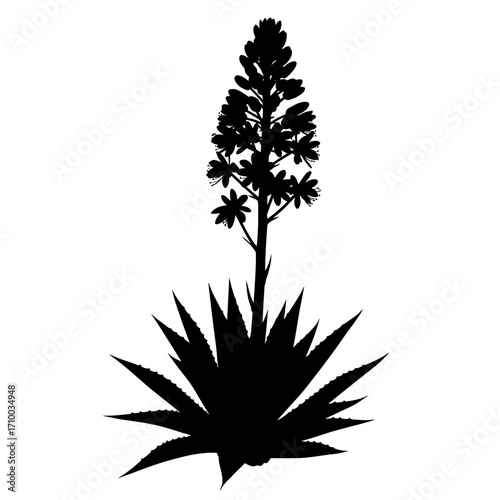 Silhouette of a tall agave plant with a blooming flower stalk against a white background