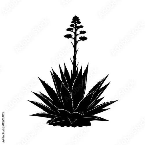 Silhouette of a blooming agave plant with a tall flower stalk against a white background