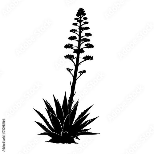 Silhouette of a tall agave plant with a dramatic flower stalk against a white background